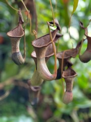 Common swamp pitcher-plant
